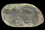 Neuropteris Fern Fossil (Pos/Neg) - Mazon Creek #104787-1